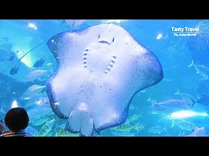 [Recommended Korean destinations] the biggest stingray, a hideous shark, aquarium, Aqua Planet
