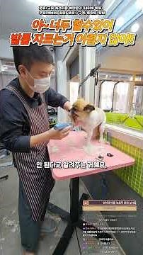 Trimming dog nails isn't hard, is it?! Hey~ You can do it too!!