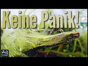 Erste Hilfe bei Algen im Aquarium | AquaOwner