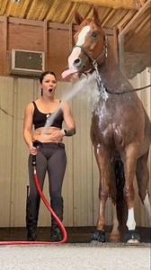 Yeeehaw 🤠 he was the sweetest boy right after this little tantrum 🐴😂 #horse #equestrain | Neyka