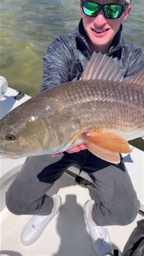 Redfish Fishing on the flats in Sarasota, Fl #fishing #redfish #saltwaterfix #sarasota #flyfishing