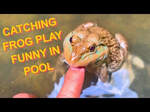 Catching Frog Play Funny In Pool