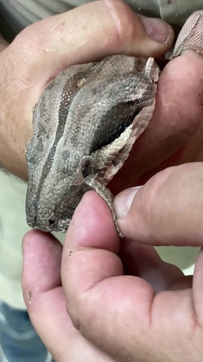 SNAKE EYES😳 Snakes actually have scales on their eyes that protect them from anything getting in them👀 They don’t have any eye lids so they can’t close their eyes like us😅 This girls eye cap got stuck so I gave her a helping hand🥰 • • • • #wow ##snake #shed #big #beautiful #brand #new #eye #wild #cool #video #moments #fun #funny #nature #epic #snakes #eye #shedding #see #friendly #dream #amazing #animal #reptile #style #wow #tik #tok #tiktok #tiktokanimals