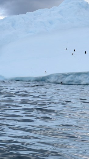 173K views · 2.9K reactions | That’s a 10/10 from us!  The Antarctic 2025.26 season is officially here. We’re eagerly looking forward to more diving performances by our Gentoo friends!  #penguins #quarkexpeditions #antarcticaexpedition | Quark Expeditions | Facebook