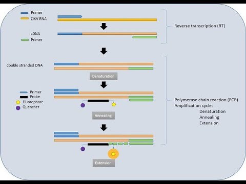 Nucleic acid amplification tests ; Definition, Types, Purpose, Procedure