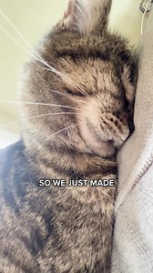 Did you know: 95% of cat parents see incredible health changes after switching to KatKin? 🤔 From less mess in the litter tray to improved appetite and softer, thicker fur. Because our real meat recipes help cats thrive. No compromises. Sign up today get 20% off your two-week trial box of fresh cat food. | The Busy Cat Mum