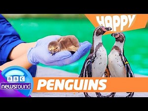 🐧 Penguin Dads & Baby Cats! |Happy News | Newsround