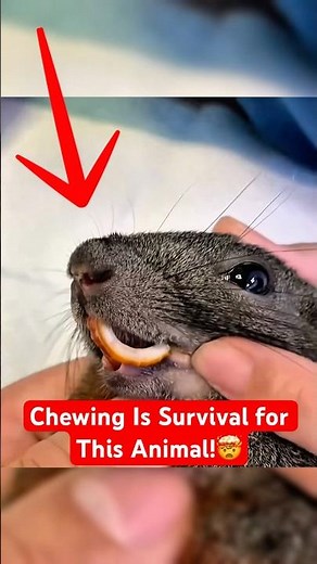 Squirrels Face Death From Their Own Teeth #facts #animals #shorts