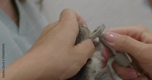 Close-up of a veterinarian using a special tool to trim a rabbit's teeth. The rabbit is held in the veterinarian's arms while his teeth are carefully trimmed. Incisor correction in rodents.