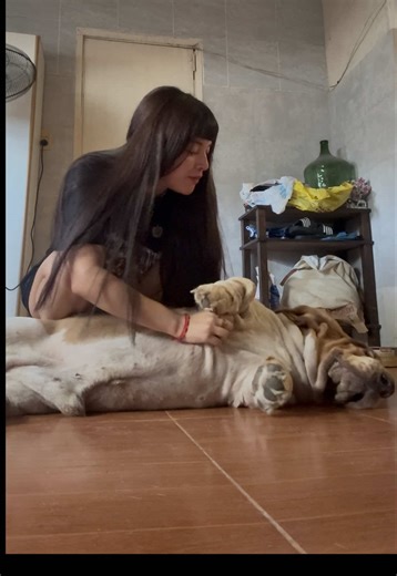Te extraño: un homenaje a los Basset Hound