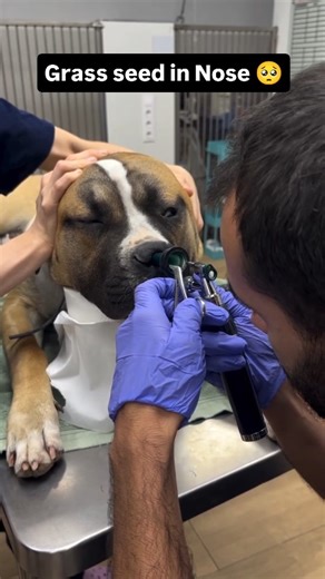 Global Veterinarians 🐾🩺 | ➡️ Foxtail ( Grass seed ) extracted out from the dog of nose. • Commonly found in lawns and gardens, and they can easily enter a dog’s... | Instagram
