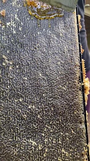 Copacobana harvest #musclehoney #crushedcombhoney #honey #rawhoney