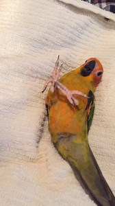 108K views · 10K reactions | Thyme was the cutest baby parrot ever ❤️ #cockatoo #parrot #animals #conure #sunconure #cutebaby #mothersday | The Parrot Lady | Facebook
