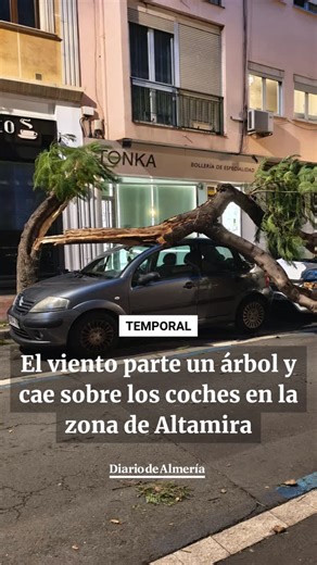 Diario de Almería on Instagram: "El viento parte un árbol en la zona de Altamira y cae sobre los coches 🌬️ Las fuertes rachas de este jueves por la tarde han provocado la caída de una jacaranda en la calle Dr. Giménez Canga Argüelles 🌳 El árbol ha caído sobre los vehículos aparcados, pero por suerte no ha habido víctimas. 🔗 Más información en el link de la bio ✍️ @victorvisiedo | 📷 @javieral"