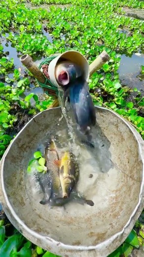 Village unique fishing by pvc pipe trap #fishing #fishtrap #reels