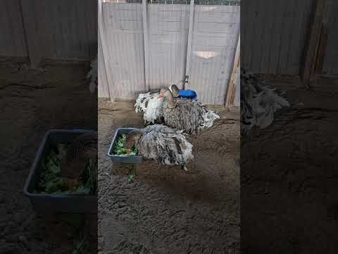 Symptoms of a sick goose