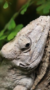 Cuban False Chameleons grow fast! And they can make incredible pets as well. This tree-hugging anole species is often very calm when handling, bold in the terrarium, and easy to feed. These guys are adapted to eat various mollusk species in the wild which is why they possess such a large and muscular head. Here we feed them a variety of live insects but we consistently offer our Can O’ Snails which they devour with enthusiasm! #reptile #reptiles #lizard #lizards #anole #anoles #cubanfalsechamele