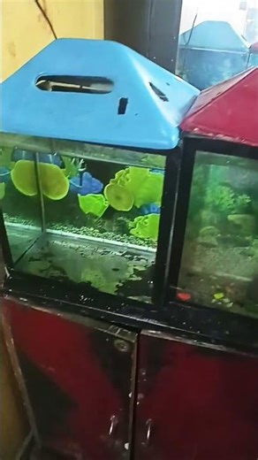 New aquarium setup #Aquariums#Fishes