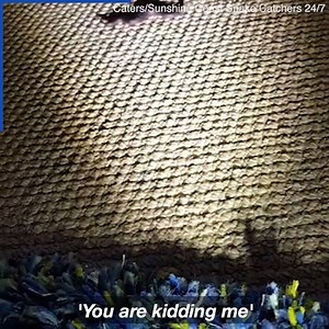 657K views · 1.5K reactions | This snake catcher did not expect to find this kind of snake! | Daily Mail Did That Just Happen? | Facebook