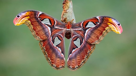 15 of the World’s Most Beautiful Moths