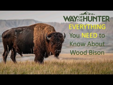 EVERYTHING You NEED to Know about Hunting WOOD BISON | Way of the Hunter