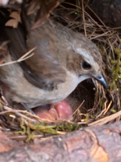 Mother Bird Saves Chick with Guardrail