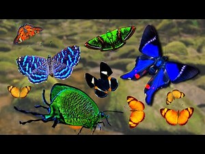 BUTTERFLIES You've NEVER SEEN Before! From the Atlantic Rainforest (Brazil)