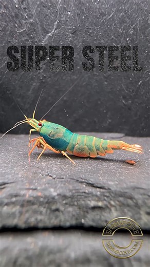 Shrimpcove.com super steel, fully textured thick shell, golden orange legs with a turquoise metallic jacket! #shrimp #shrimps #shrimptank #shrimpkeeping #caridina #tbshrimp #macro #shrimpcove #aquarium #shrimpbreeding #super #steel | Shrimp Cove Tim Sara
