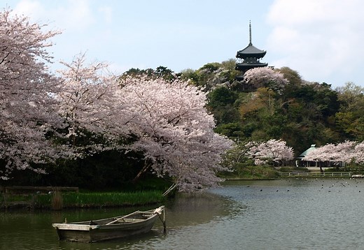 Top 10 Best Sakura (Cherry Blossoms) Viewing Spots in Yokohama 2025 | Yokohama Official Visitors Guide - Travel Guide to Yokohama City