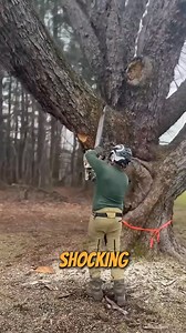 62K views · 119 reactions | Tree Felling Gone Wrong!! Cutting down a large soft maple Tree #treefelling #arborist #chainsawman #logging #lumberjack | Rebuild the Impossible | Facebook