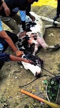 Gaumata rescue story Must Watch किसने मारी कुल्हाड़ी 😢🙏”#help #viral #shorts #cow