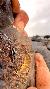 78K views · 561 reactions | This ancient sediment contained a...