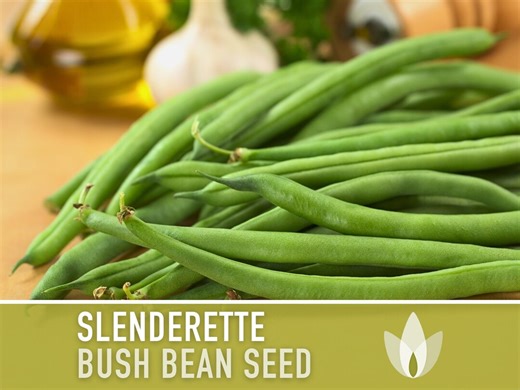 Slenderette Bush Bean Seeds - Stringless, High Yield, Non-gmo - Etsy