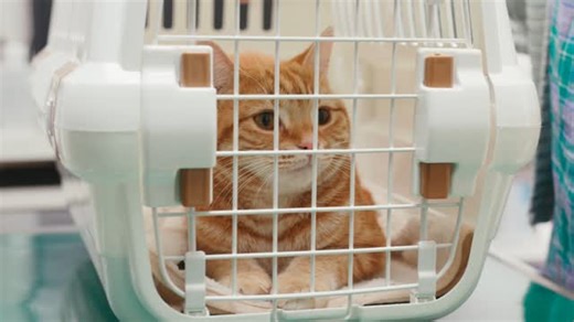 ベーリンガーインゲルハイム アニマルヘルスジャパン | 犬猫の健やかな生活をサポート on Instagram: "フロントライン プラス® キャット -わずか24時間でノミを駆除- 大切な愛猫をノミ・マダニから守る 首筋に垂らすだけの簡単投与。動物病院でも処方されている動物用医薬品をお手軽に。"