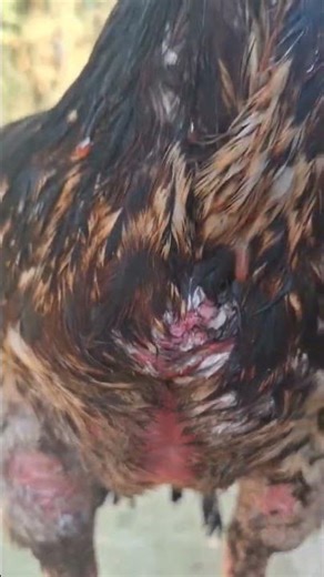 Top quality aseel Java.Kata🔥🐓 #aseellovers #aseelmurga #swataseels #murga #aseelmadi #samali.