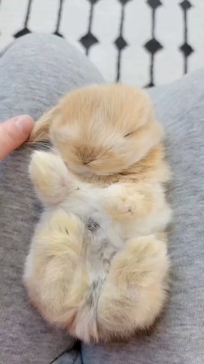 Daily Rabbit Content on Instagram: "Baby bunny massages. Does it get any cuter?! Follow @rabbittorque 🐇💕 🎥: @bluecloverrabbitry ❤️ Start from the ears and down to the toes, and before you know it, you’ll be kissing their nose! Hope you all have a bunderful weekend! 🐰 More Snug A Bun Beds are in the shop and more bunny therapy dates are posted!"