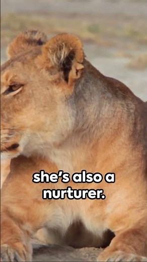 Did You Know? Amazing Intriguing Facts About the Female Lion #LionFacts #WildlifeSecrets