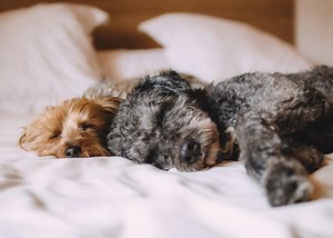 5 Ways To Help Your Puppy Relax and Unwind