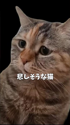 Sad cat explained #catmeme