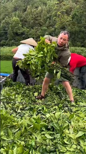 How color is made from indigo leaves 😯l #shorts #naturaldye