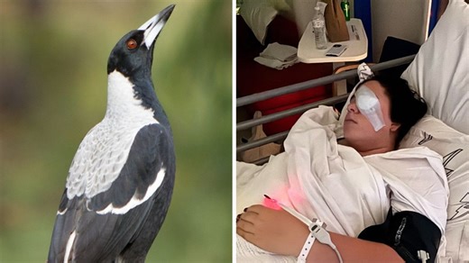 TikToker's warning about magpie swooping season