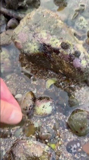 干潮時はカニ取りチャンス！釣りエサにも使える「ヒライソガニ」の特徴と捕まえ方