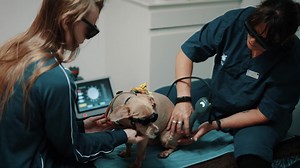 Veterinarians around the world are seeing incredible success with Companion laser therapy treatments. Watch this collection of testimonials from several small animal veterinarians to see how their patients have benefited from this non-invasive, versatile, and fast-acting modality, courtesy of our colleagues at Enovis Nordic. Learn more about laser therapy here: https://hubs.ly/Q02T_-lH0 #LaserTherapyforPets #CompanionAnimalHealth #VeterinaryTestimonial #Photobiomodulation #Veterinary #VetTech #V