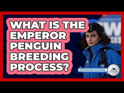 What Is The Emperor Penguin Breeding Process?