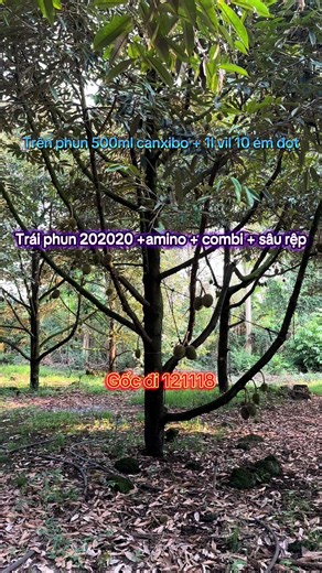 Cách chăm sầu riêng sau 50 ngày: phun thuốc, bón phân và chăm sóc trái