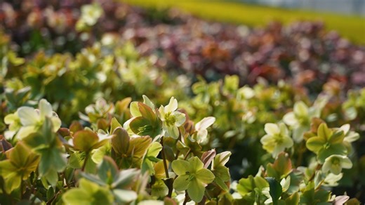 64 reactions · 4 comments | Perennials for early spring are in season...