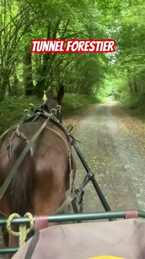 Balade en carriole avec mon mulet. Le tunnel Forestier. #lowtech