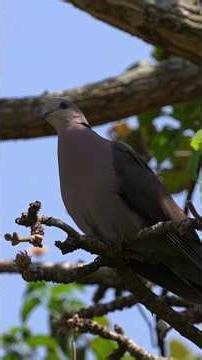 Eurasian Collared Dove Cooing #birds #nature #wildlife #cooing #dove #Eurasiancollareddove