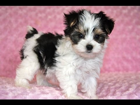 Morkie Dog breed giving birth and playing puppies
