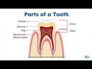 Parts of a Tooth (Tooth anatomy and function) | Science Guide